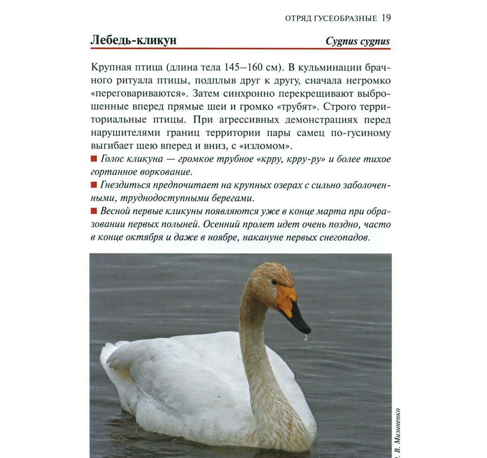 Птицы европейской части россии. карманный справочник