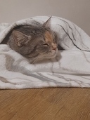 Плед для животных 