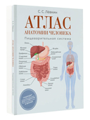 Атлас анатомии человека. Пищеварительная система — фото, картинка — 1