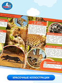 Животные Африки. Большие кошки — фото, картинка — 3