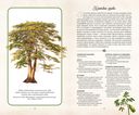 Тайный язык деревьев — фото, картинка — 7