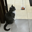 Игрушка для кошек 