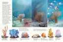 Чудо природы. История морской губки — фото, картинка — 2