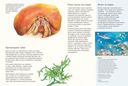 Чудо природы. История морской губки — фото, картинка — 4