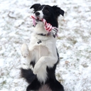 Игрушка-грейфер для собак 