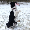 Игрушка-грейфер для собак 