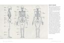 Основы анатомии человека. Наглядное руководство для художников — фото, картинка — 3