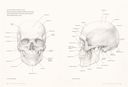 Основы анатомии человека. Наглядное руководство для художников — фото, картинка — 4