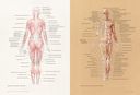 Основы анатомии человека. Наглядное руководство для художников — фото, картинка — 7
