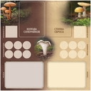 Грибы и корни — фото, картинка — 8