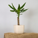 Горшок с дренажной системой 